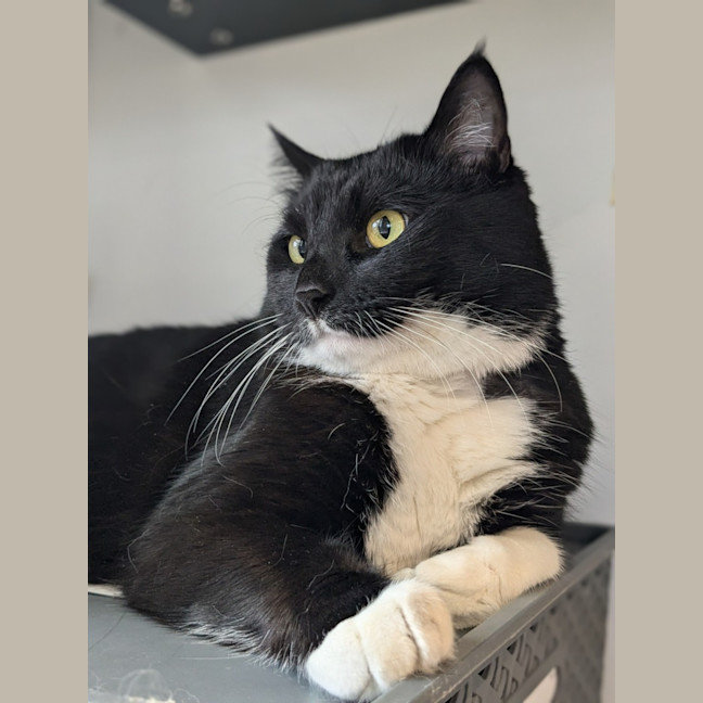 Photo of 🎈 Franklin 5629 🎈