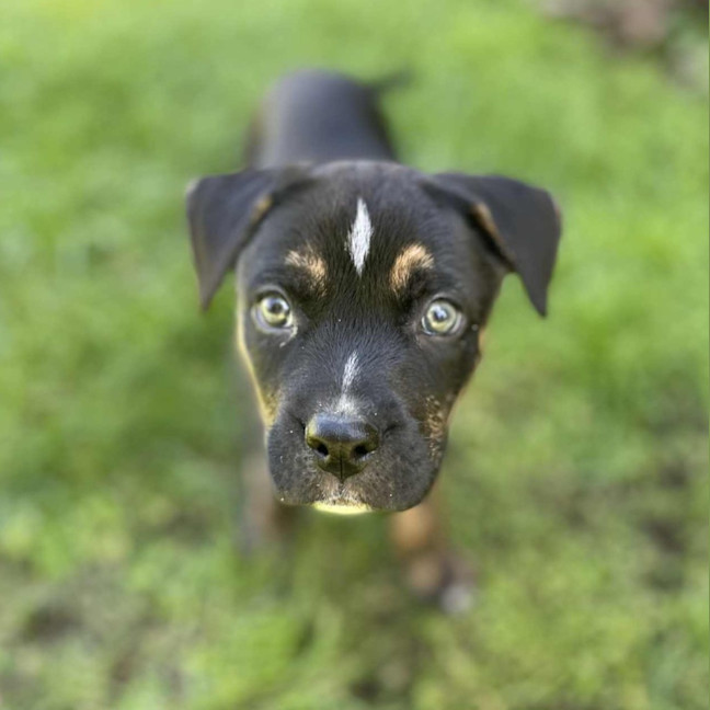 Photo of Sierra