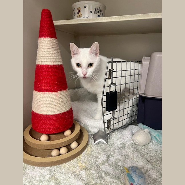 Photo of Snowy