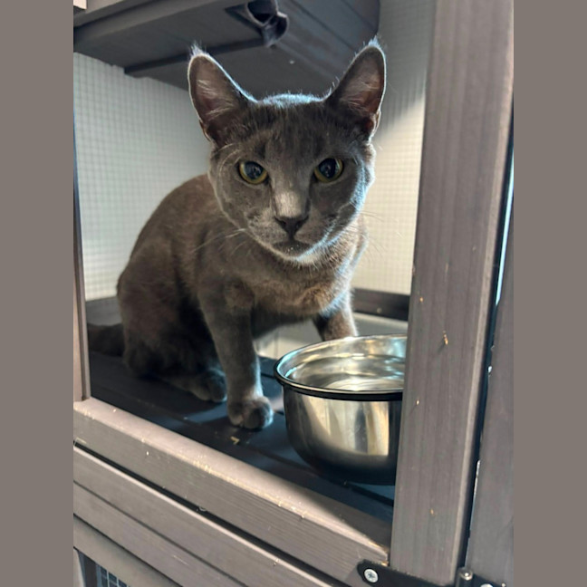 Photo of Percival