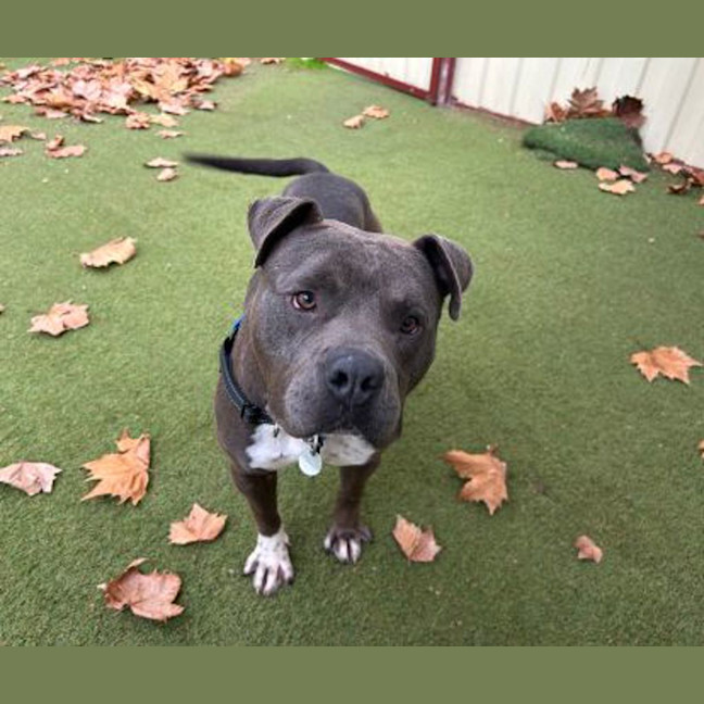 Photo of Blue
