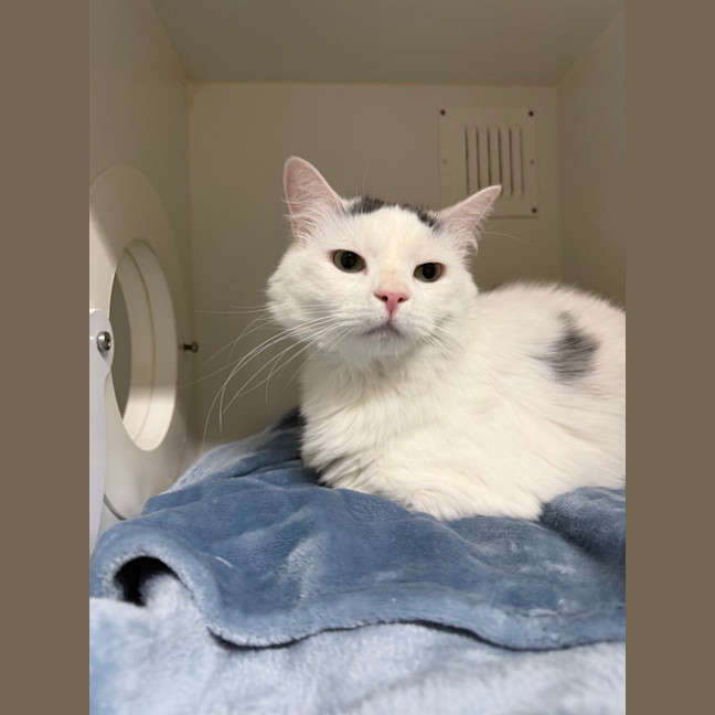 Photo of 😍 Mulley 6716 😍