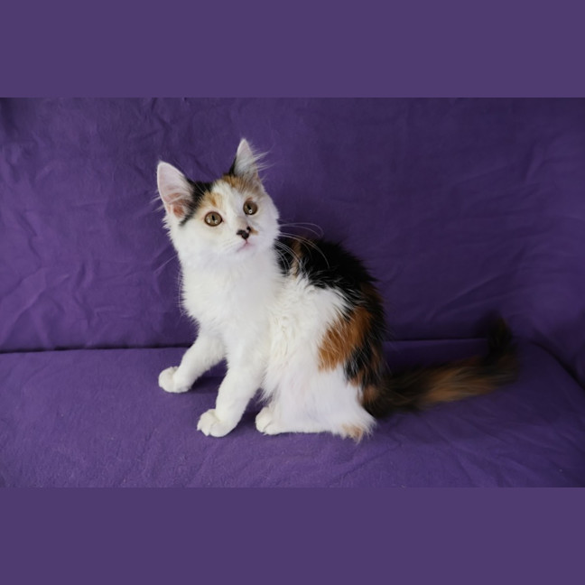 Photo of Princess Scraggledragon