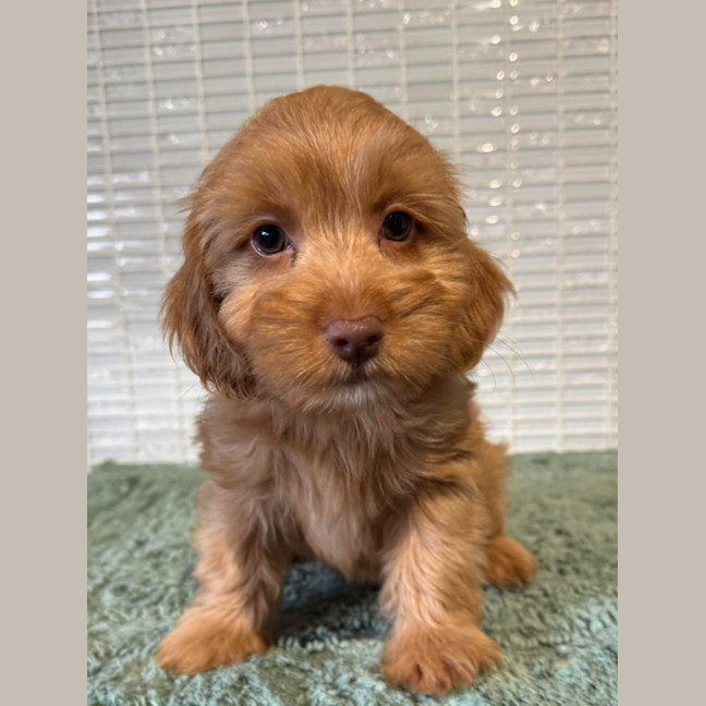 Photo of Riley