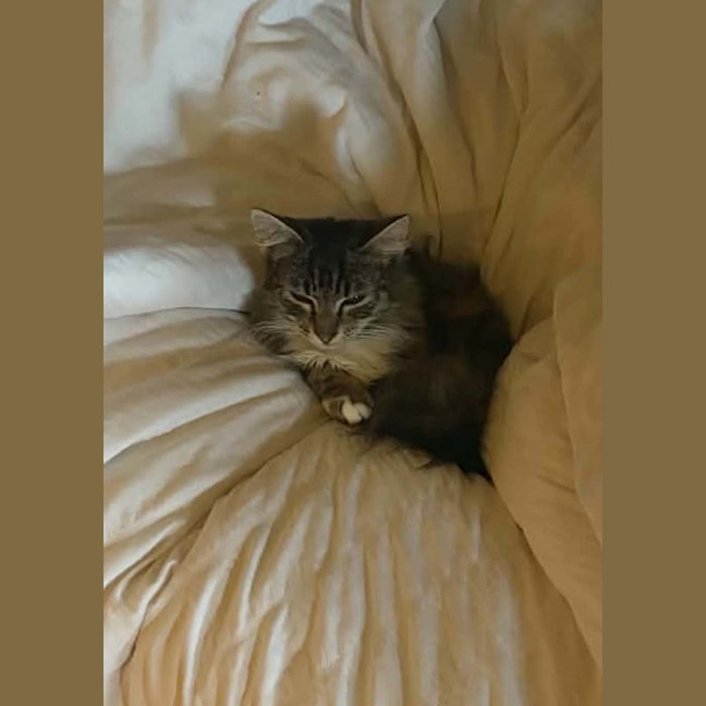 Photo of Peaches   In Foster Care In Doncaster