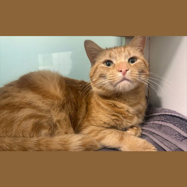 Photo of Marmalade