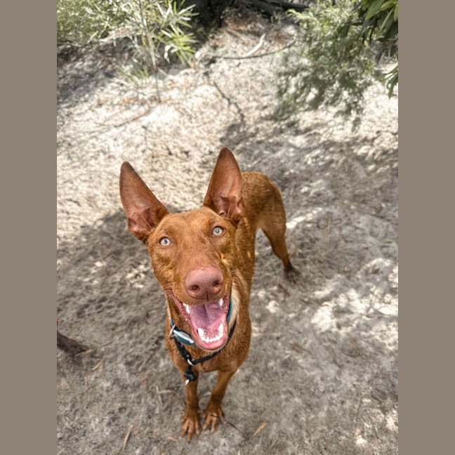 Photo of Buddy