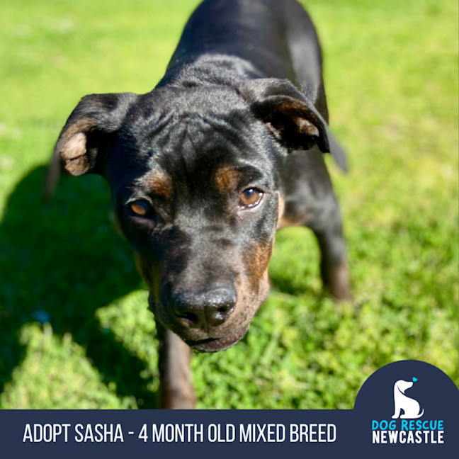 Photo of Sasha   4 Month Old Mixed Breed