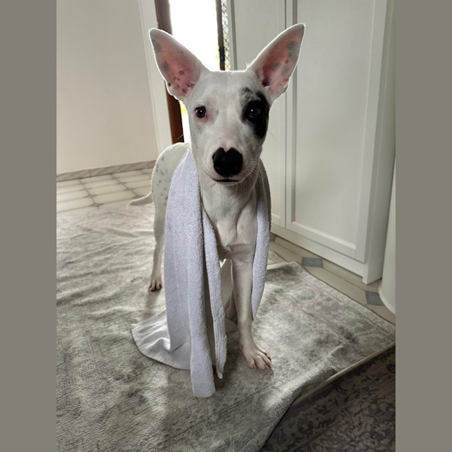 Photo of Luna Lou   1 Year Old Staffy X