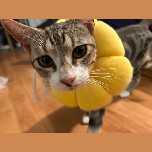 Photo of Squeak