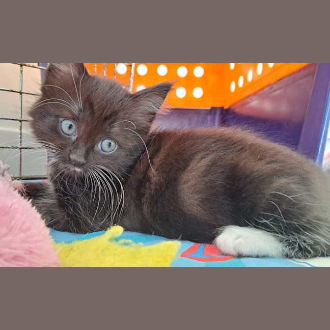 Photo of C1398 Greta