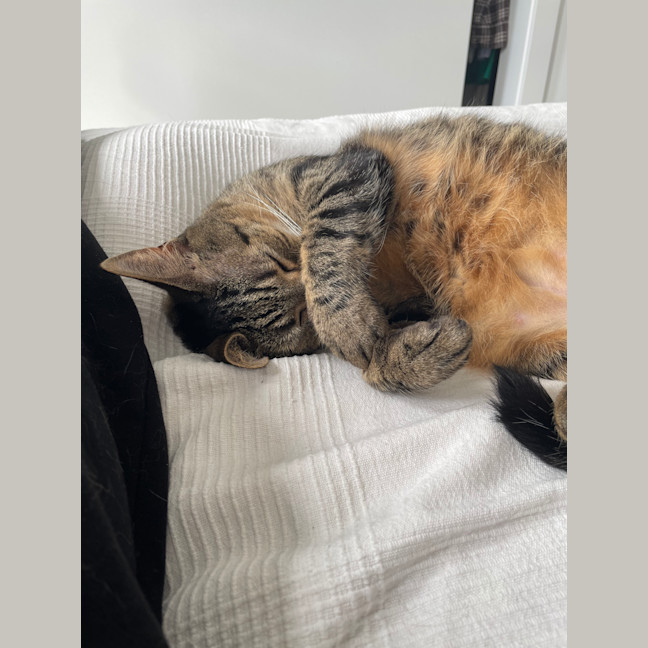 Photo of Beans