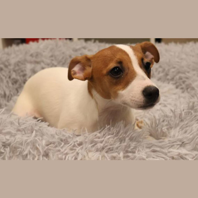 Photo of Martini