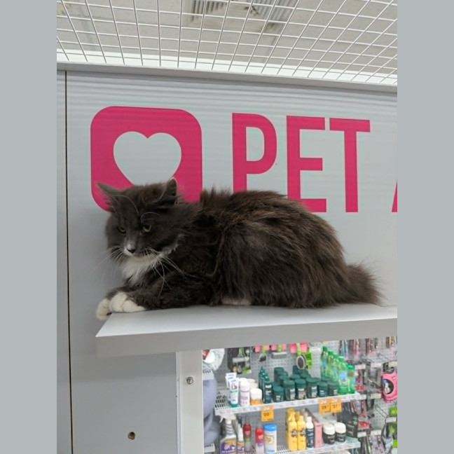 Photo of Shandy