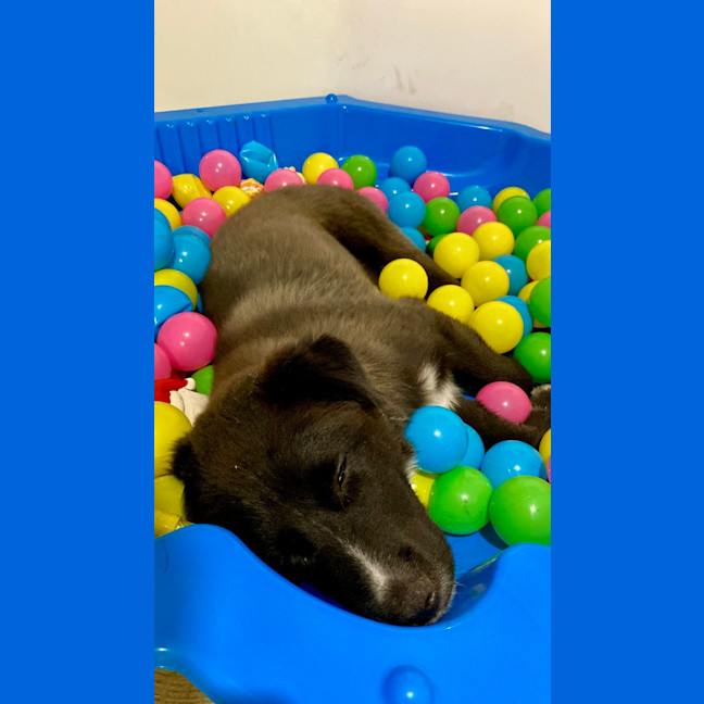 Photo of Monty   1 Year Old Husky X