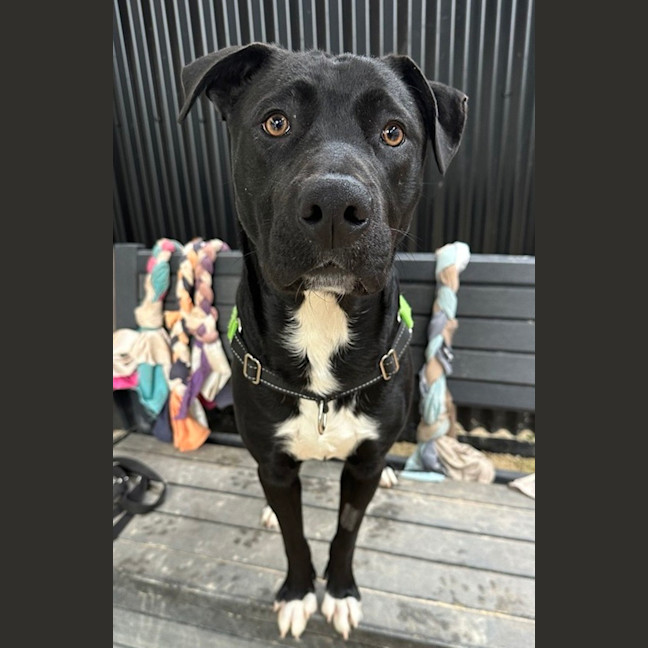 Photo of Rosco