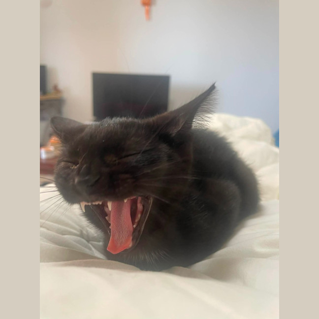 Photo of Secret Agent Friday