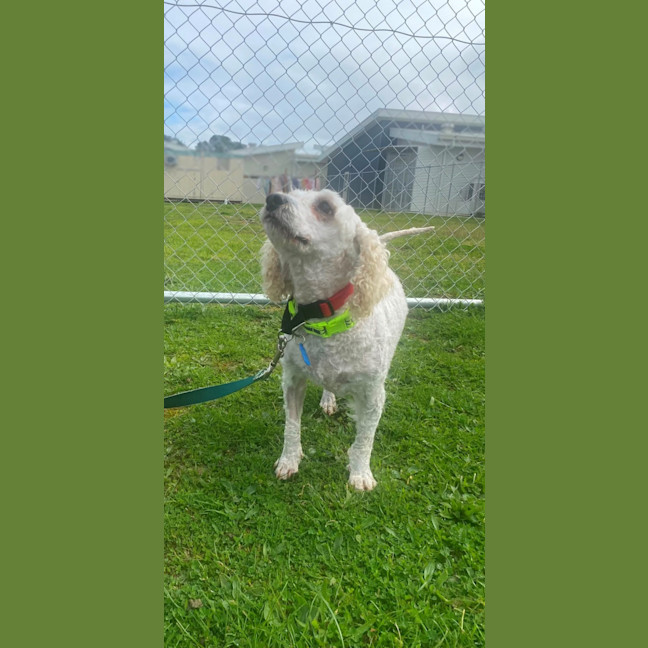 Photo of Dixie
