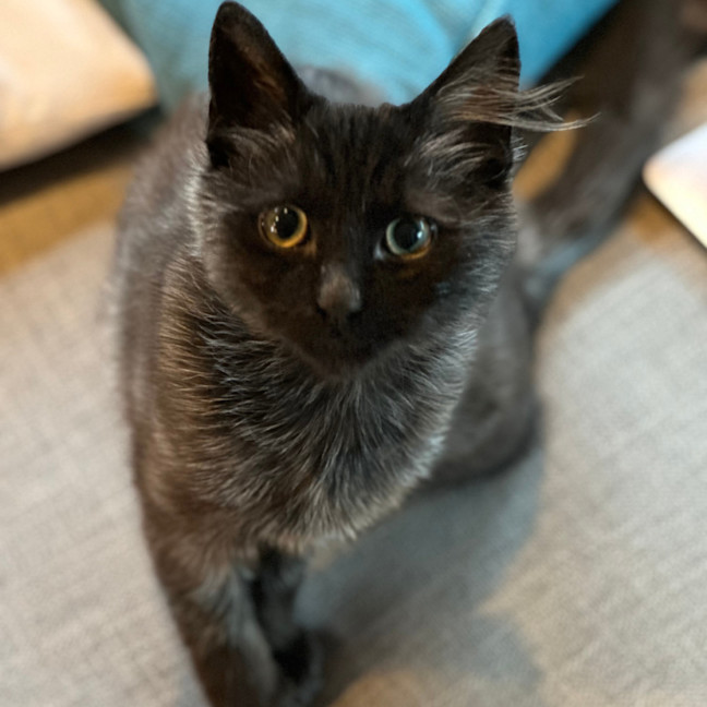 Photo of Midnight