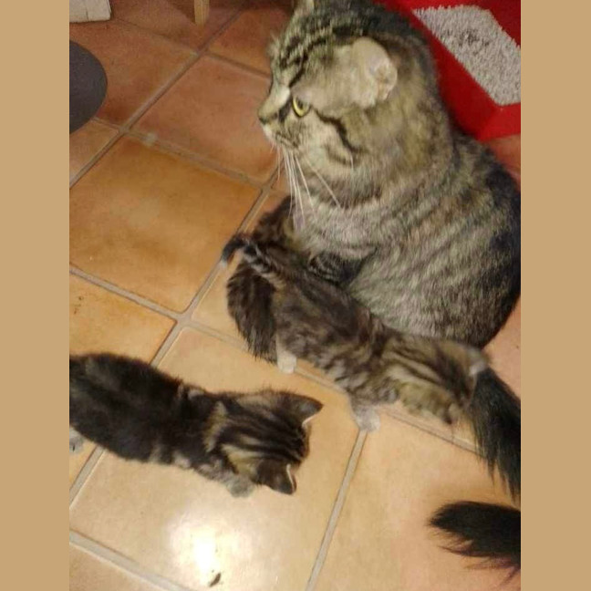 Photo of Nashi (Quinn)