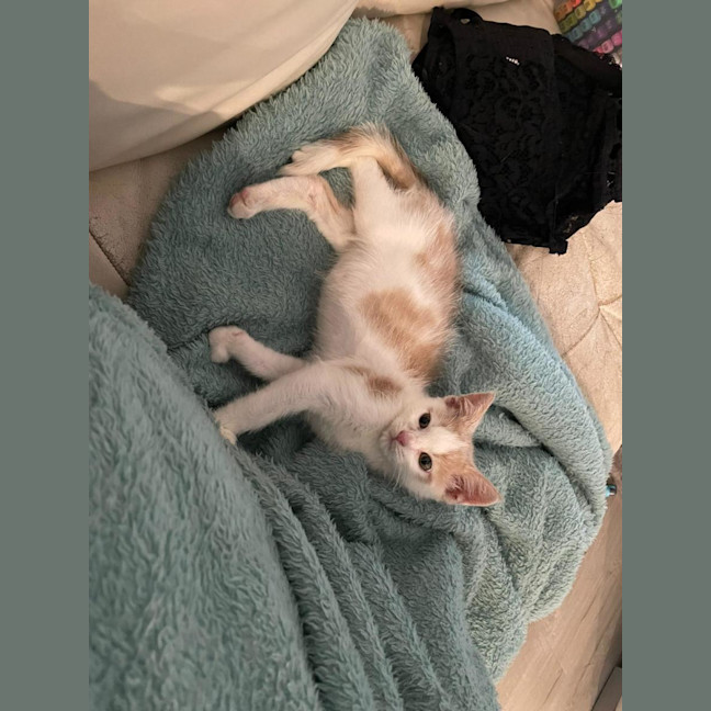 Photo of Gizmo