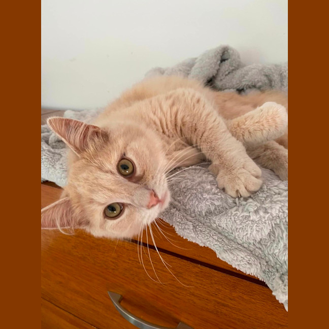 Photo of Marshmallow