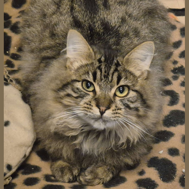 Photo of Wookie   Located In Templestowe