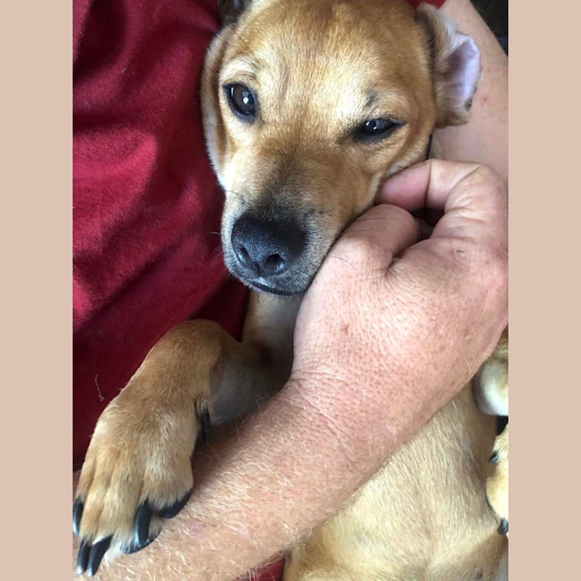 Photo of Ginger Meggs