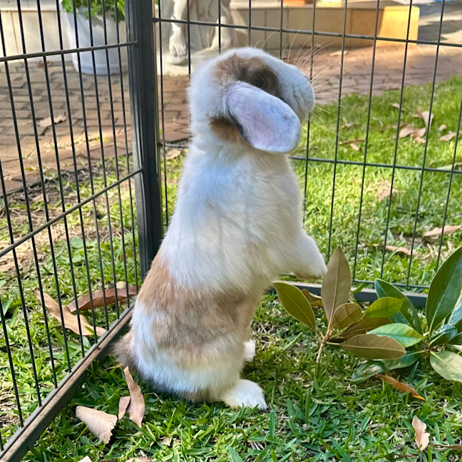 Photo of Prince Harry