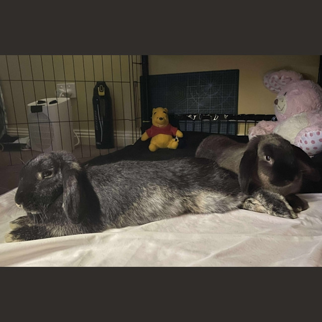 Photo of Ace & Alpha