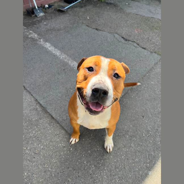 Photo of Brutus
