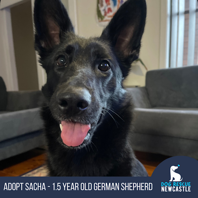 Photo of Sacha   1.5 Year Old German Shepherd (On Trial)