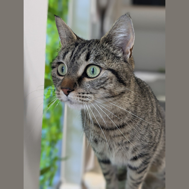 Photo of 🍇 Luna 5421 🍇