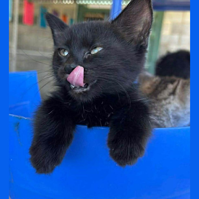 Photo of Loki 