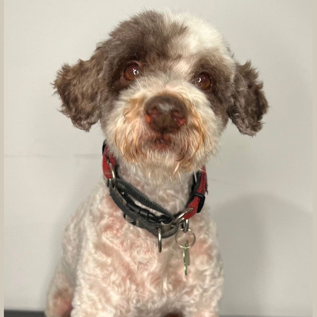 Photo of Barkley