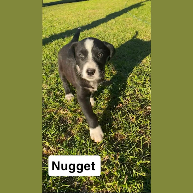 Photo of Nugget ~ 8 Week Old, Border Collie X Puppy, Male