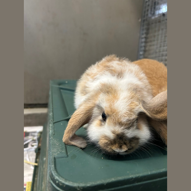 Photo of Lemon