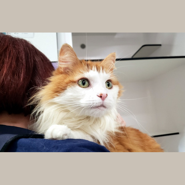 Photo of Tiger Rsua006294