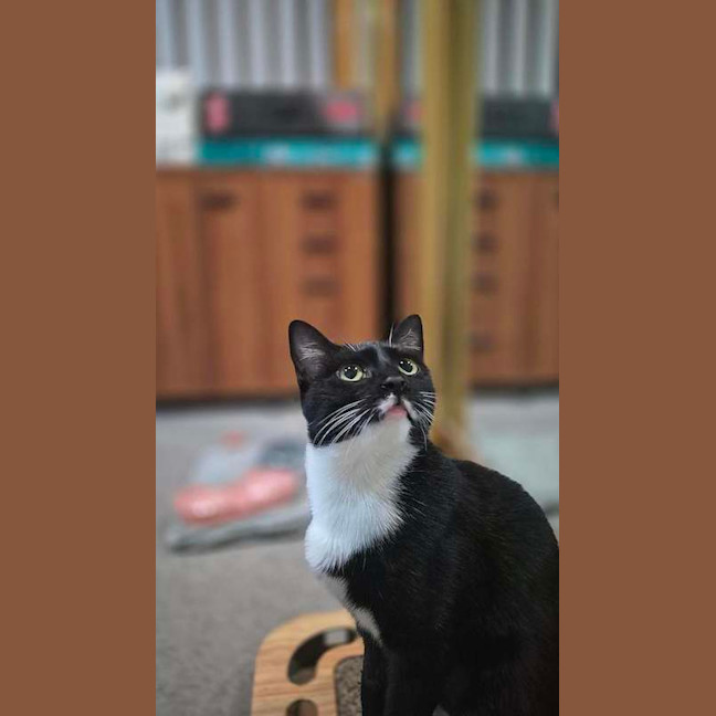 Photo of Pingi