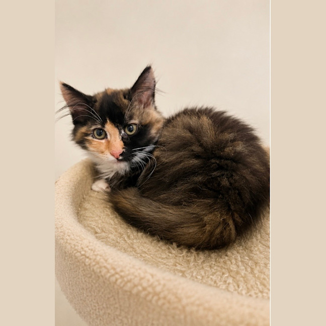 Photo of Pixie