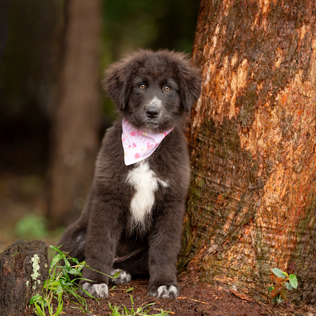 Photo of Daisy (Dipsy)