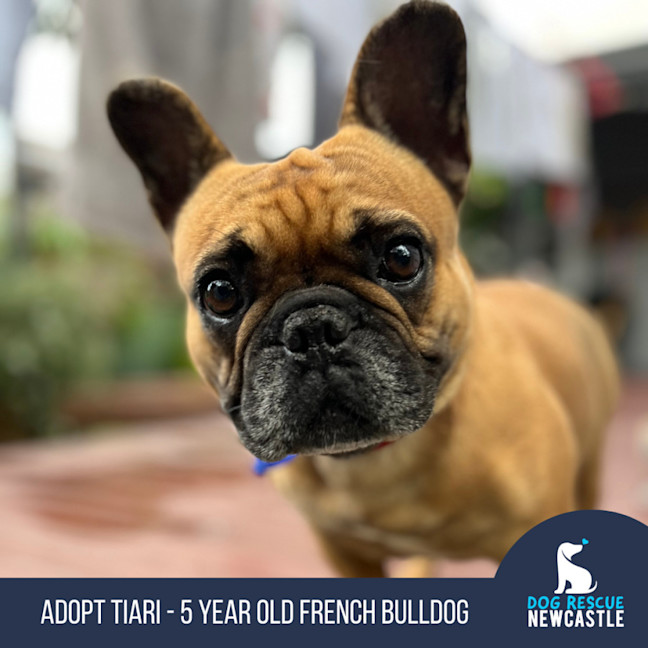 Photo of Tiari   5 Year Old French Bulldog