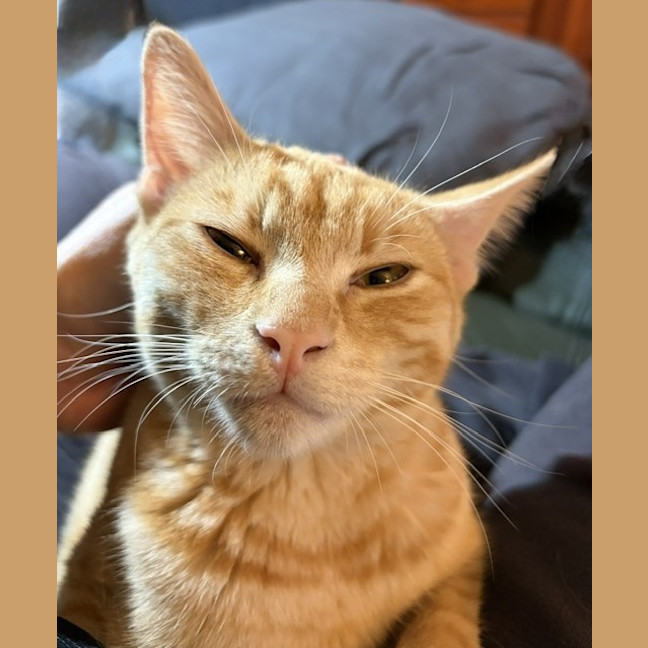 Photo of Kitsu