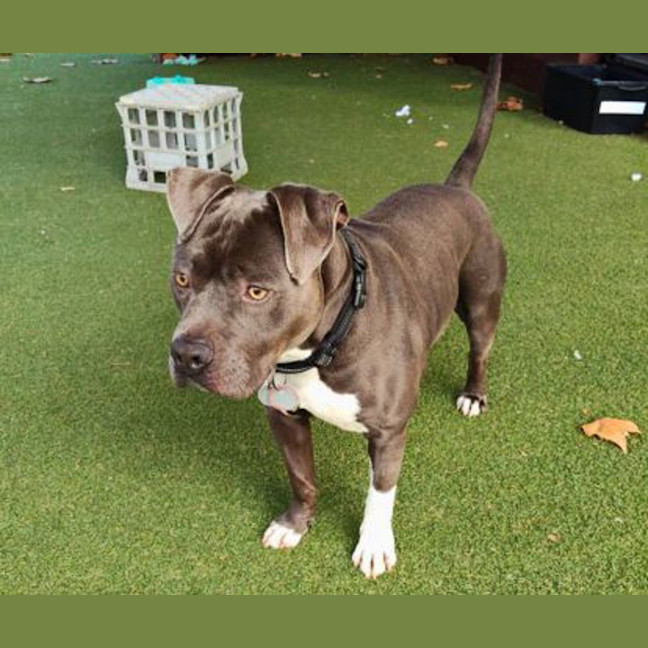 Photo of Diesel