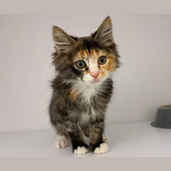 Photo of Luna