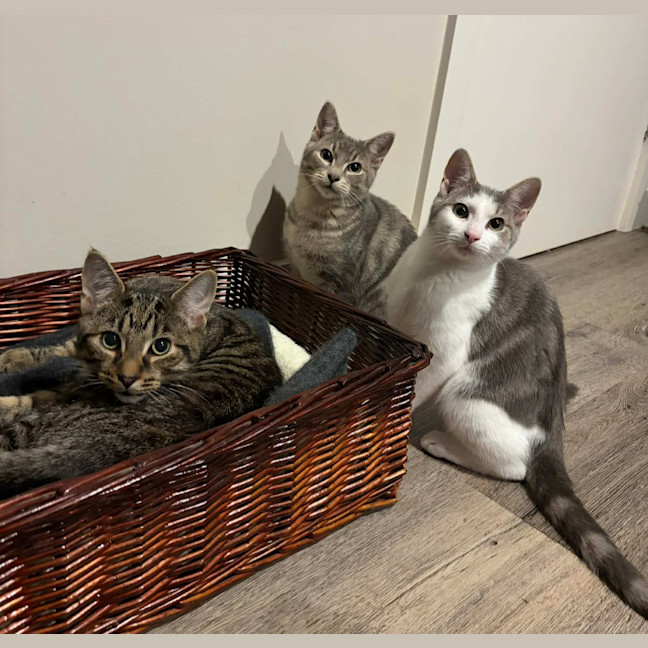 Photo of Harmony