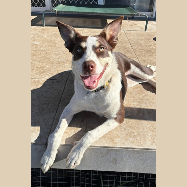 Photo of Rigby   11 Month Old Kelpie