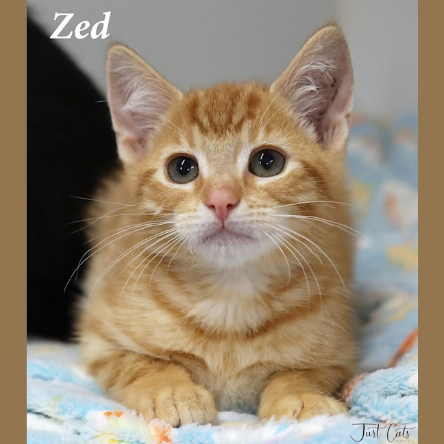Photo of Zed