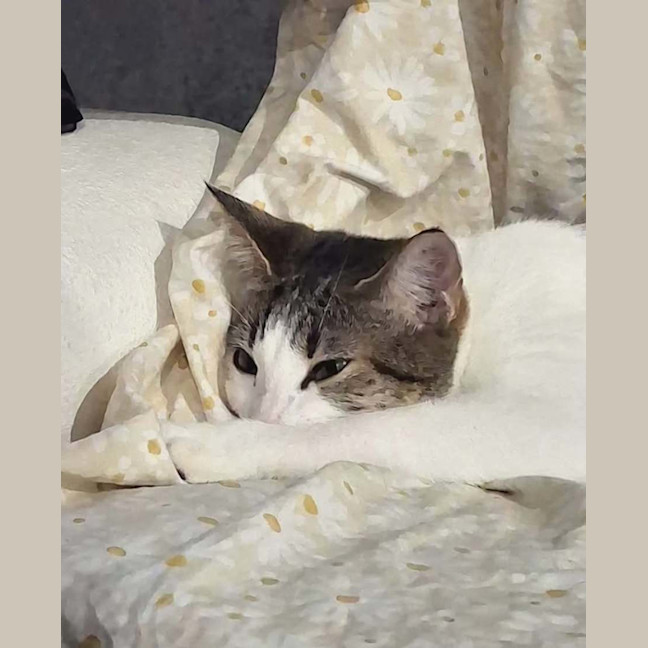 Photo of Millie