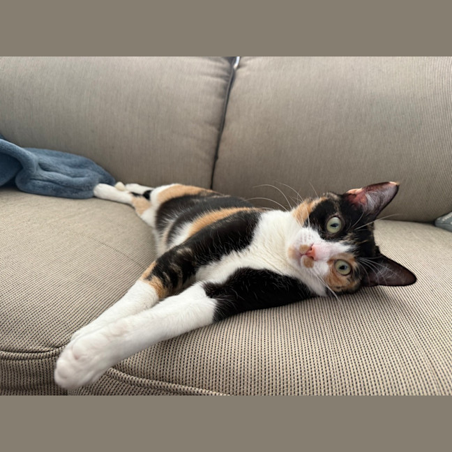 Photo of Cleo